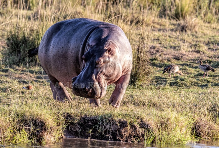 Hippo on River Bank