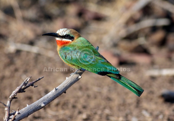 White-fronted Bee-eater