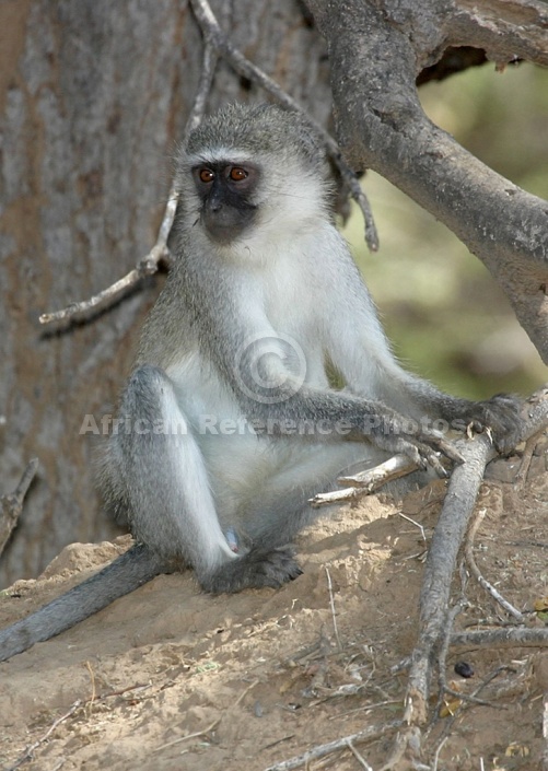 Vervet Monkey