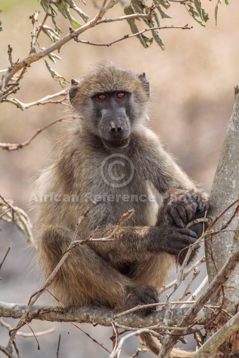 Chacma Baboon