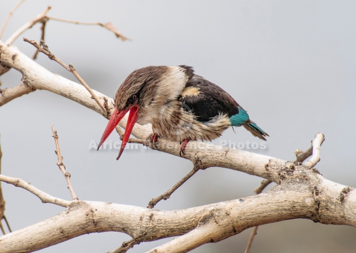 Brown-hooded Kingfisher Reference Photo