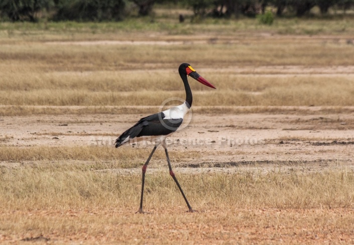 Saddle-billed Stork