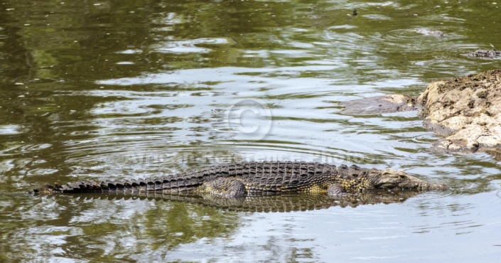 Nile crocodile