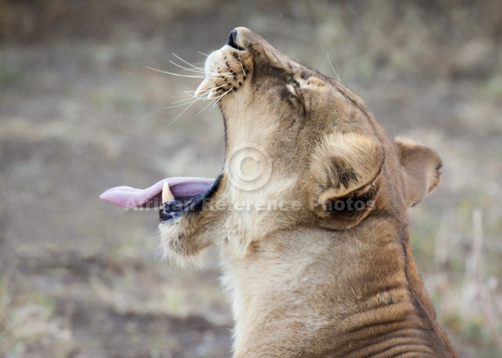 Lioness Yawning with Tongue Out