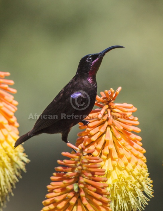 Amethyst Sunbird on Red Hot Poker