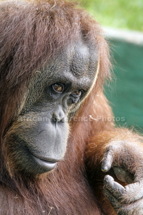 Captive Orangutan