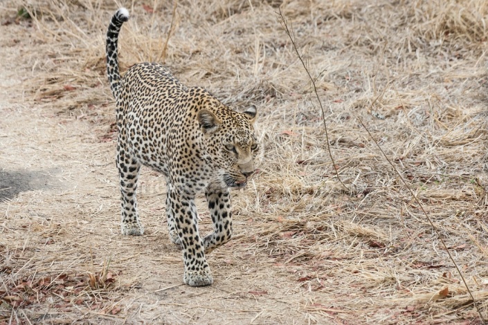 Leopard, Sabi Sand Game Reserve