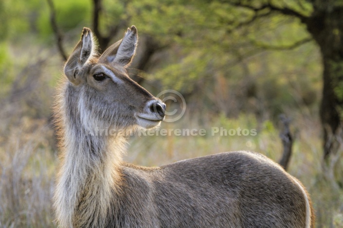 Waterbuck Female