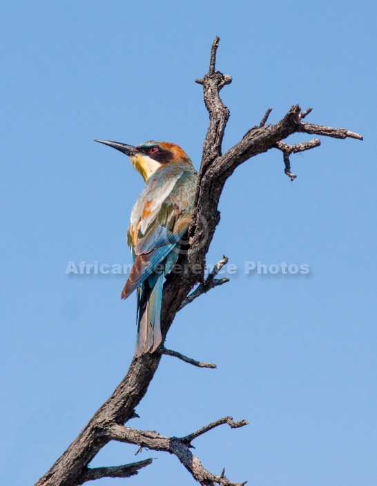 European Bee-eater Looking Skywards