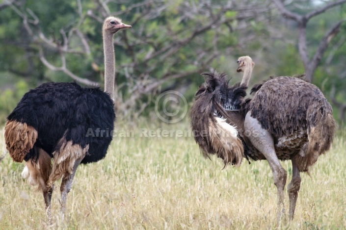 Ostrich Pair