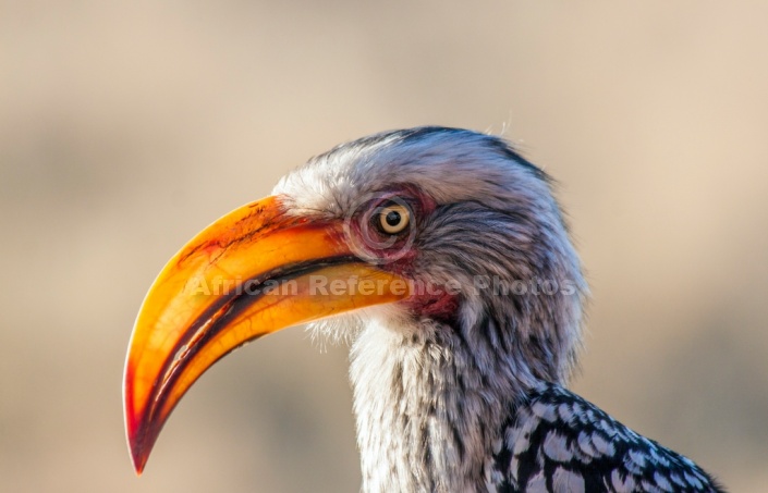 Southern Yellow-billed Hornbill Portrait