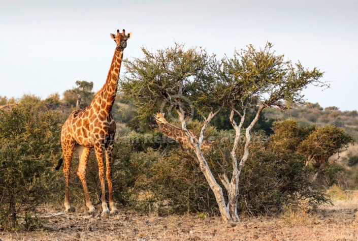 Giraffe Duo in Warm Light