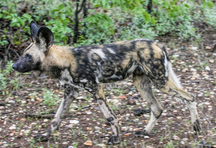 Wild Dog with Damp Fur