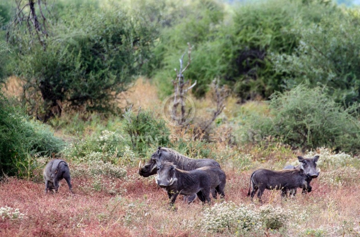 Warthog Family