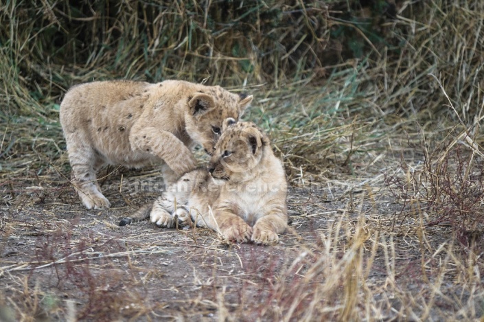 Lion Cub