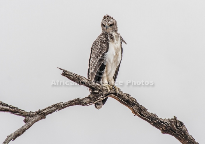 Immature Martial Eagle