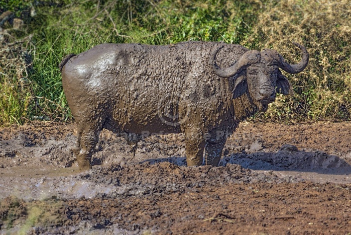 Buffalo Bull Standing in Mud Wallow