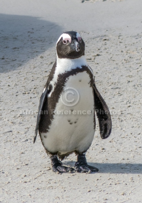 African Penguin