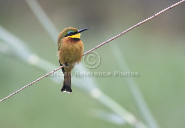 Little Bee-Eater