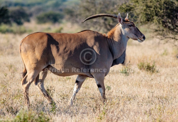 Eland Antelope