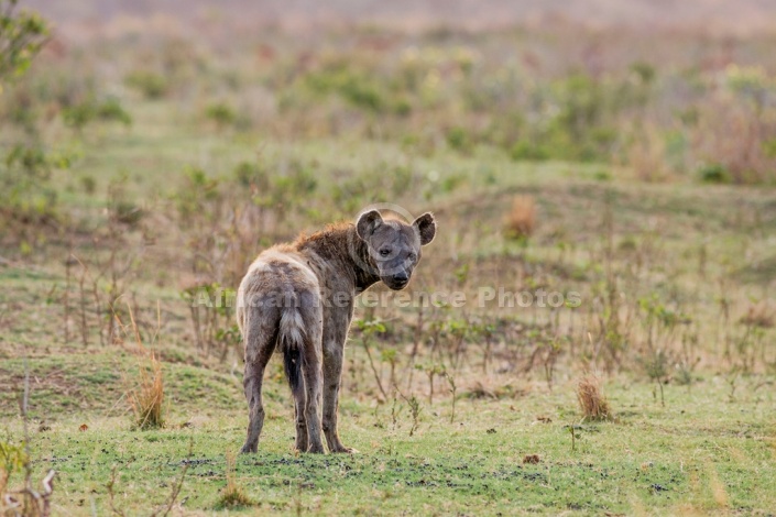 Spotted Hyena photo for art reference