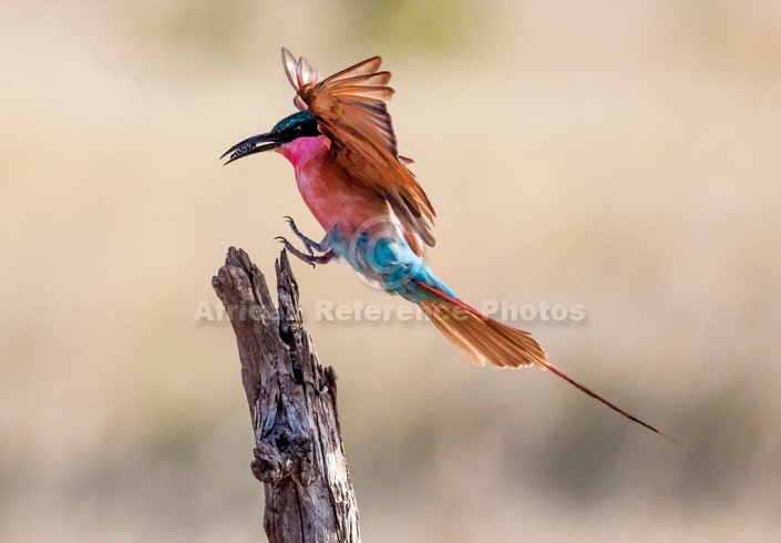 Carmine Bee-eater