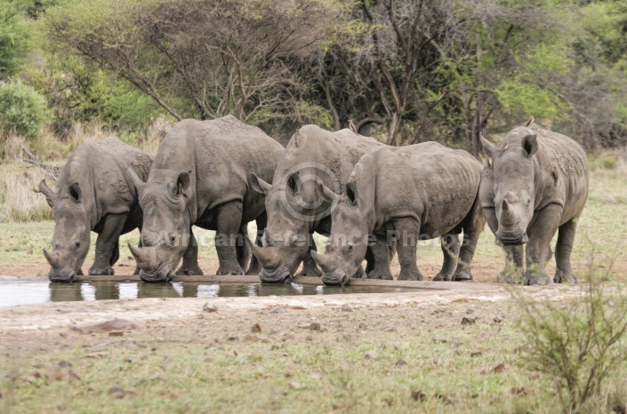 White Rhino Group