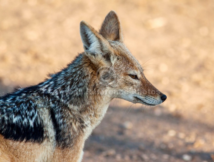 Black-backed Jackal