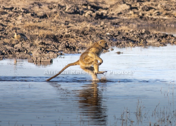 Chacma Baboon