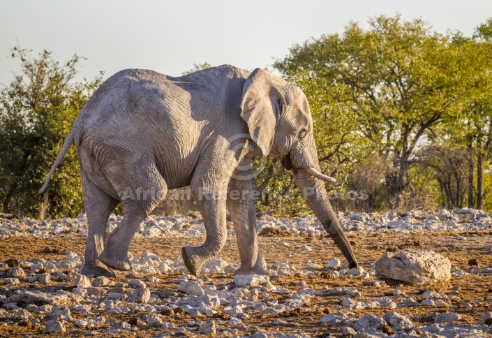 Elephant in Warm Light