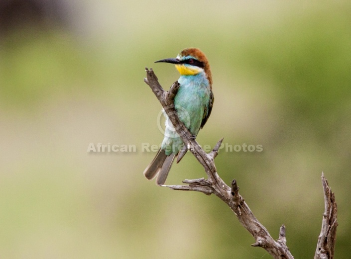 European Bee-eater