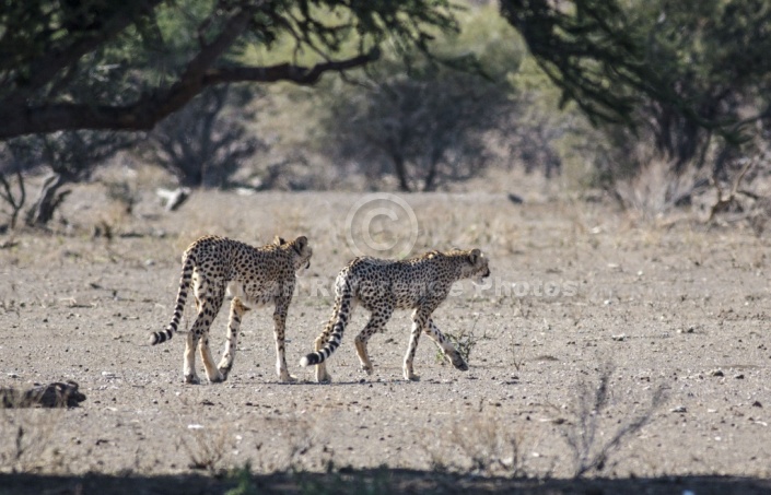 Cheetah