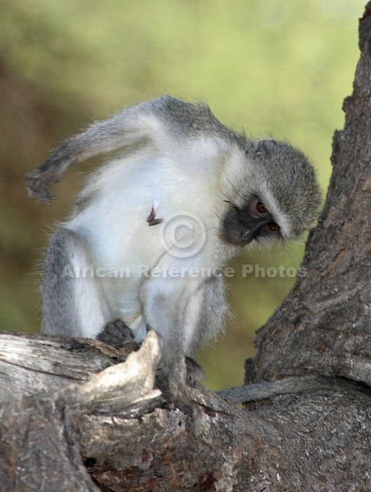 Vervet Monkey