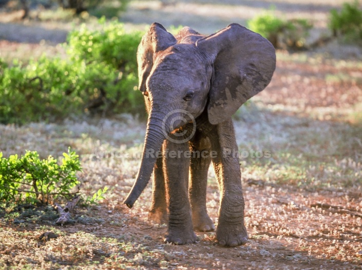 Elephant Calf in Warm Light