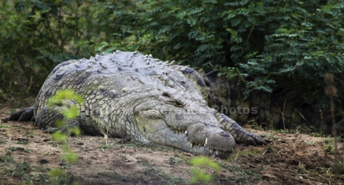 Nile crocodile