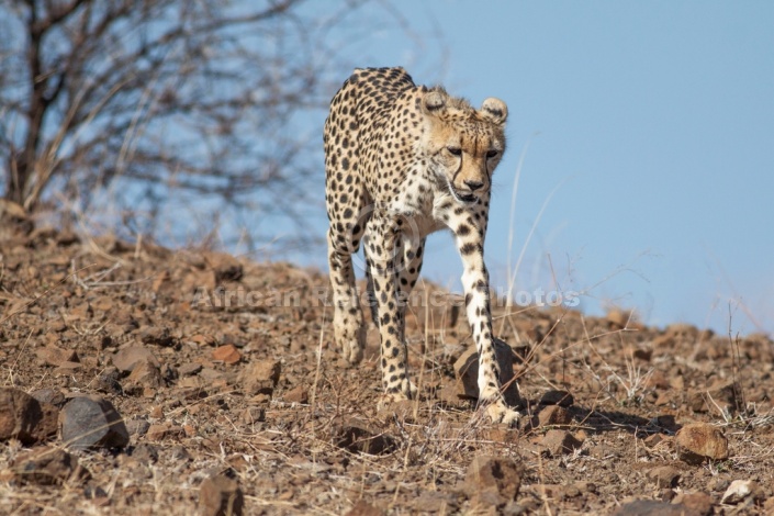 Cheetah