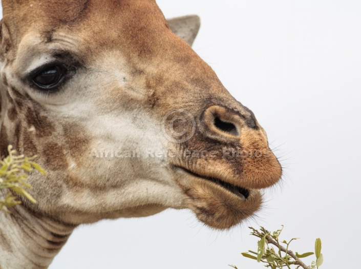 Giraffe, Kruger National Park, South Africa