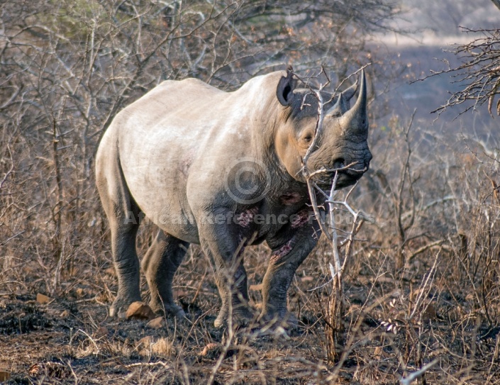 Black Rhino