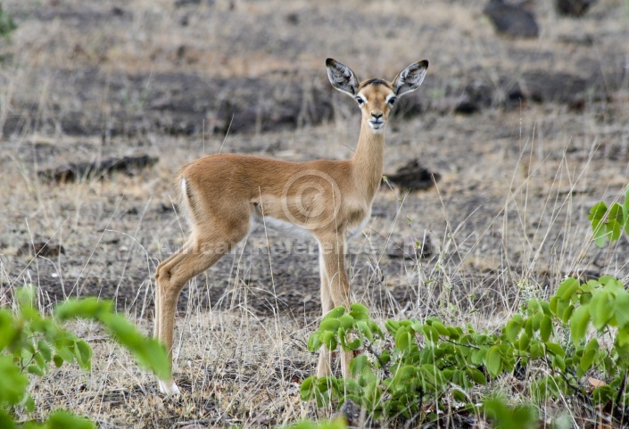 Impala Fawn