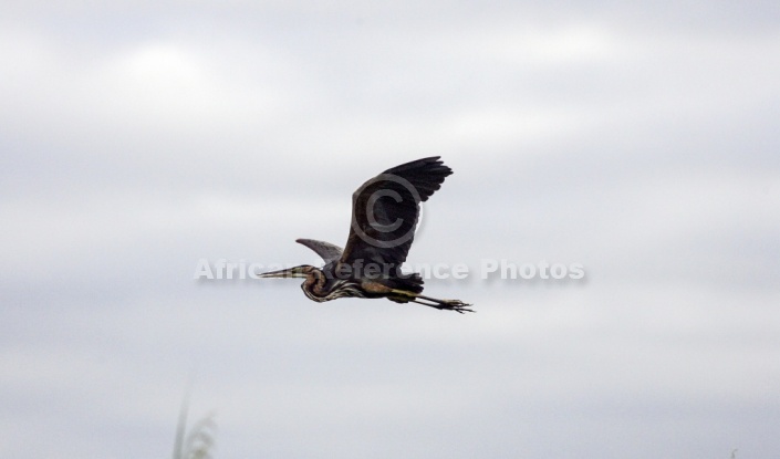 Goliath Heron in flight