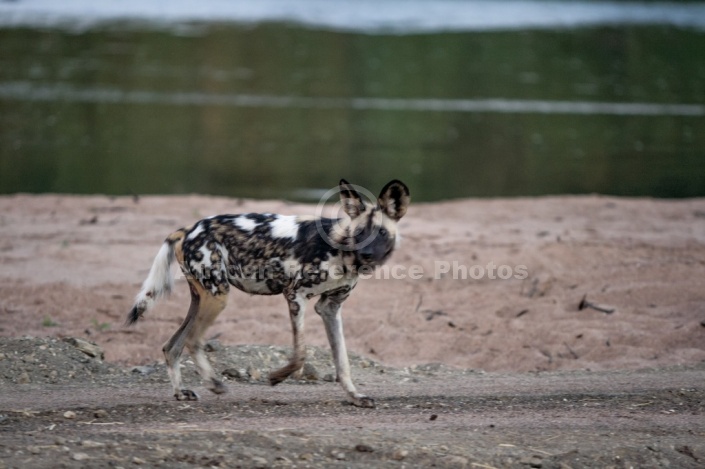 Wild Dog