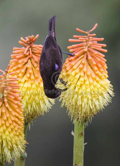 Amethyst Sunbird on Red Hot Poker