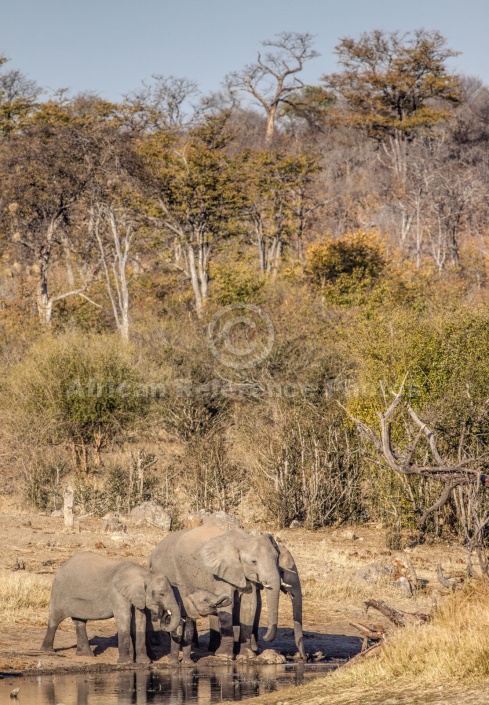 Elephants at Waterhole