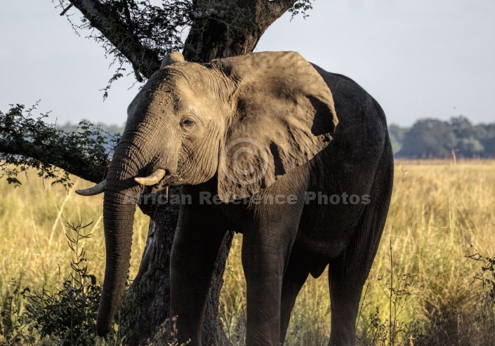 African Elephant