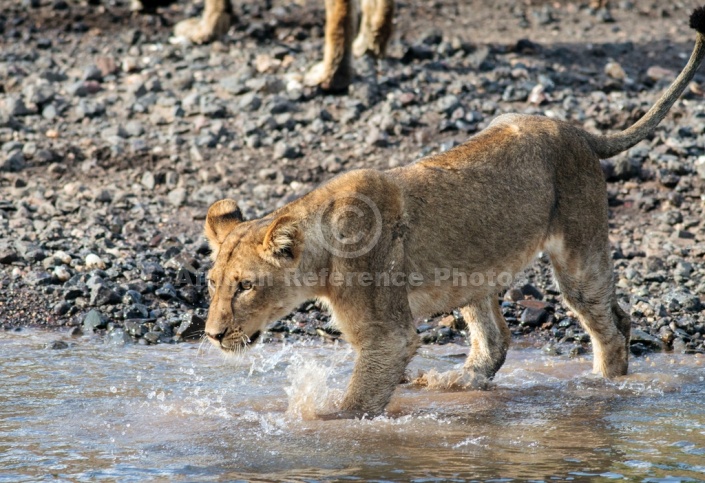 Young Lion Stepping Into Water