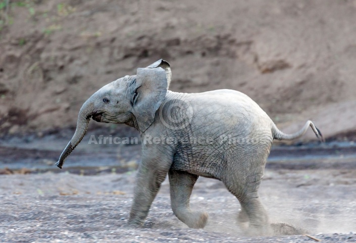 Elephant Baby Moving at Speed