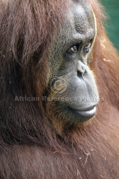 Captive Orangutan