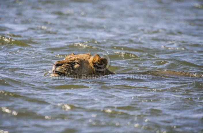 Lion in River