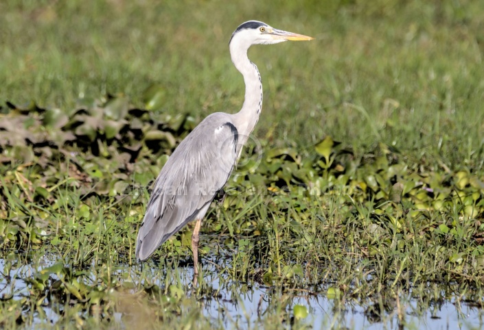 Grey Heron