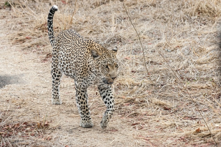 Leopard, Sabi Sand Game Reserve